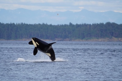 Breaching Killer Whale, credit: Lauren Laturnus Breaching Killer Whale, credit: Lauren Laturnus